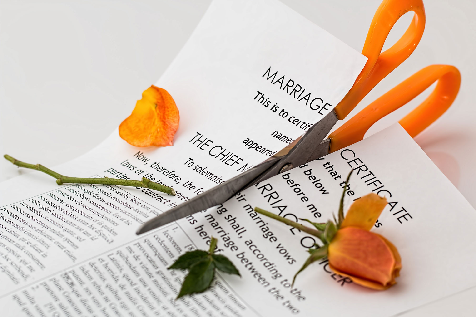 Scissors cutting through a marriage certificate and rose.